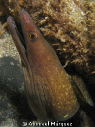 Moray by Abimael Márquez 